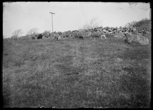 Sheep & lambs - near highway? Lambing season