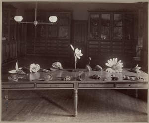 Models of Fruits and Flowers, Perkins Institution