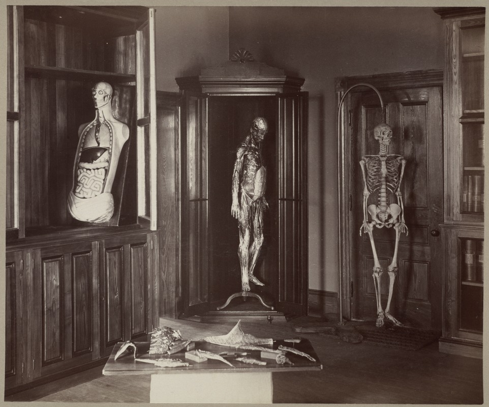 Torso, Manikin and Skeleton, Perkins Institution
