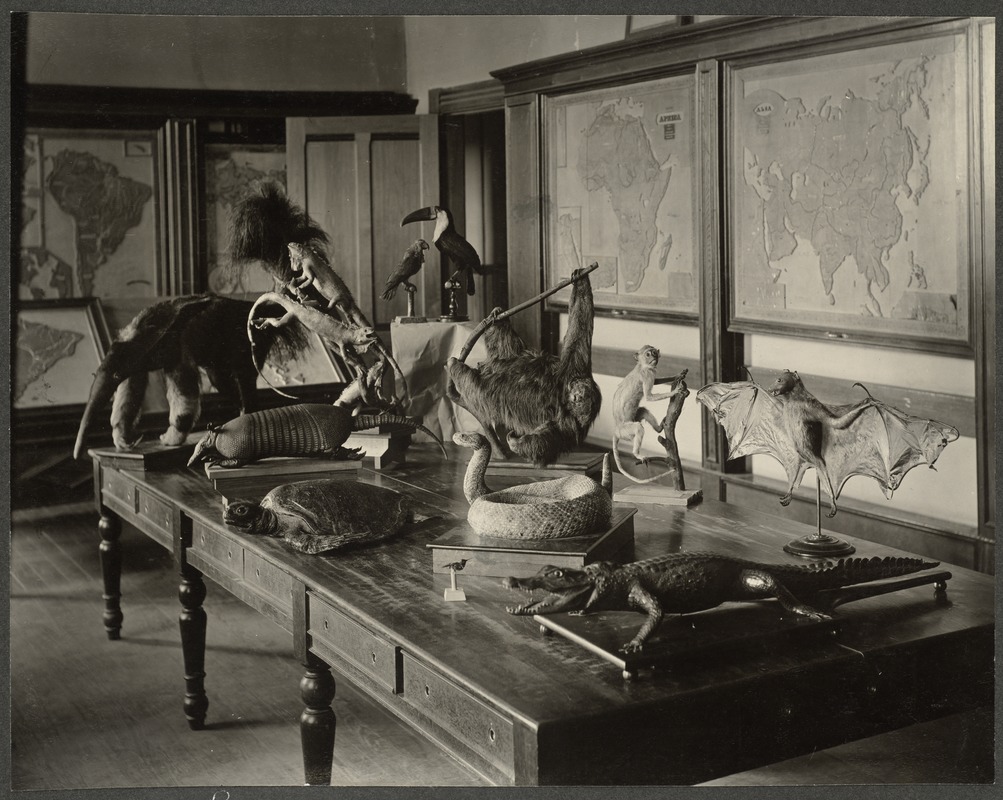 Zoological Specimens, Perkins Institution