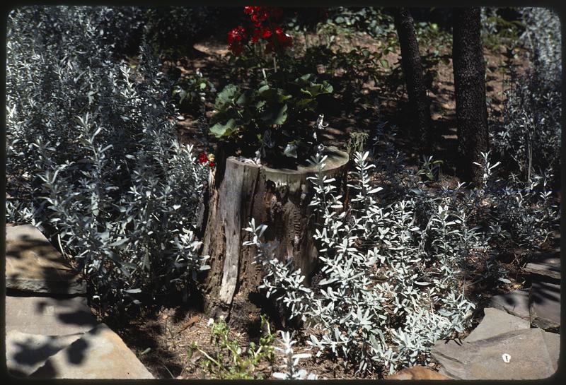 Plants surrounding cut tree trunk