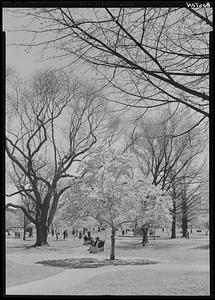 The Common, Boston