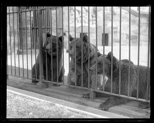 Bears