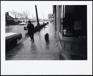 Man walking poodle on Massachusetts Avenue, East Arlington