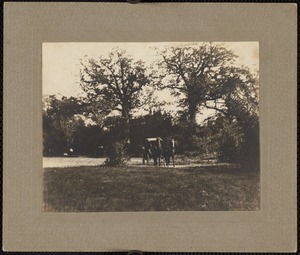 Horse and buggy