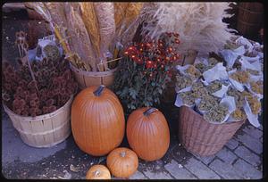 Pumpkins and fall plants, Old Sturbridge Village, Sturbridge, Massachusetts