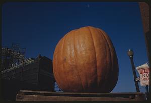 Pumpkin on shelf, Boston