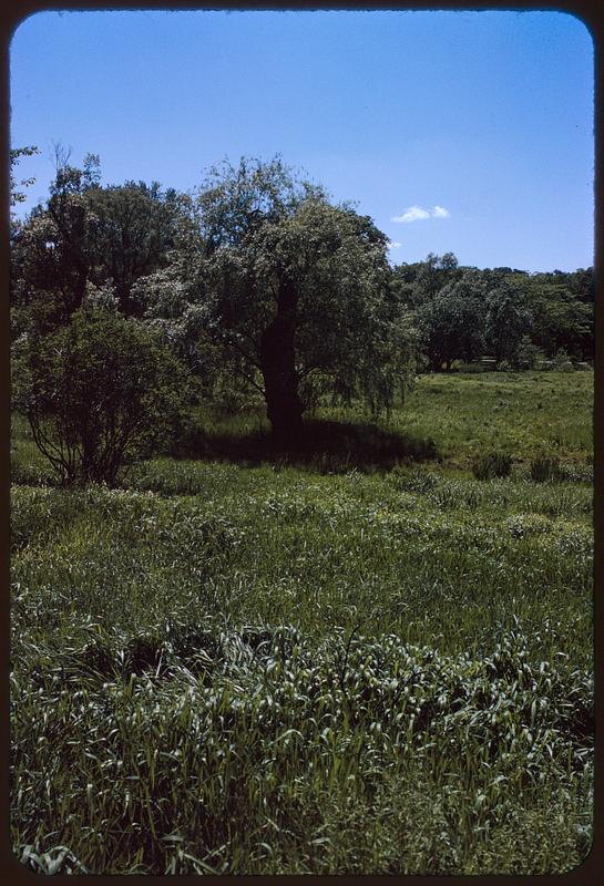 Trees in open area with tall grass, Arnold Arboretum, Boston