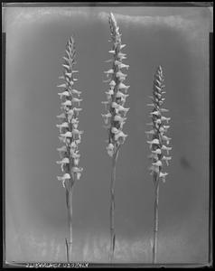 Spiranthes odorata