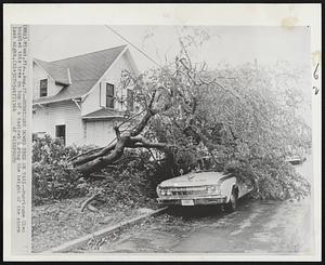 Hurricane Downs Tree on Taxi--Hurricane Cleo toppled this tree on top of a taxicab during the height of the storm last night.