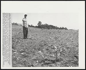 Hardest Hit Is The Farmer -- Farmer Eugene Gorton of Stony Ridge, N.Y., shows how high the corn should be in July, whereas the drought in the northeast has left it sparse and stunted. Hardest hit by the long dry spell are the farmers. Unlike their brothers in the irrigated valleys of normally dry California, farmers in the east depend almost entirely on rainfall.