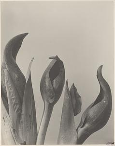 4. Symplocarpus foetidus, skunk cabbage