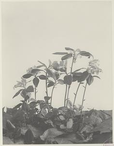 23. Polygala paucifolia, fringed polygala, flowering wintergreen