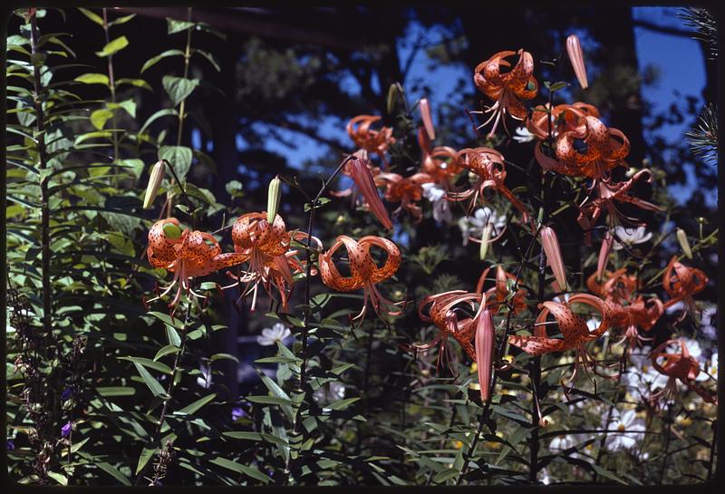 Mrs. Pettie's garden, OOB [Old Orchard Beach]