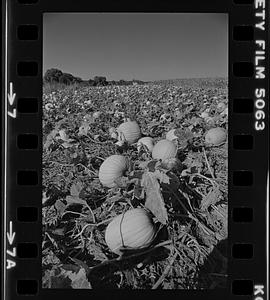 Newbury pumpkins