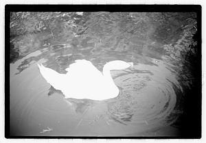 Swan