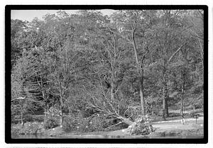Uprooted tree by body of water