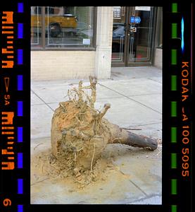 Uprooted tree on sidewalk