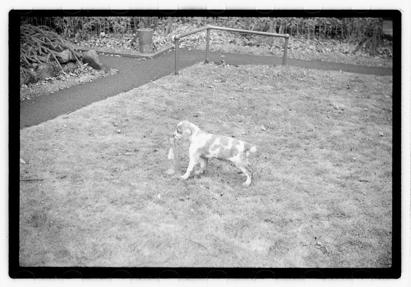 Idahurst Kennels