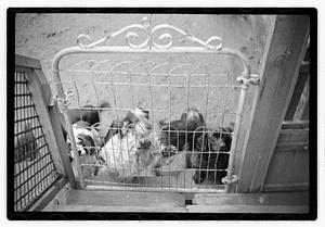 Idahurst Kennels
