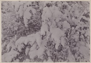 Photograph Album of the Newell Family of Newton, Massachusetts - Snow on Shrubs -