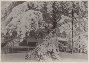 Photograph Album of the Newell Family of Newton, Massachusetts - Our Pine Grove in Winter -