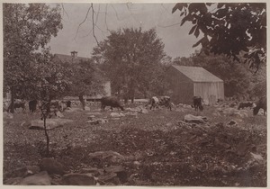 Photograph Album of the Newell Family of Newton, Massachusetts - Cows in Field -