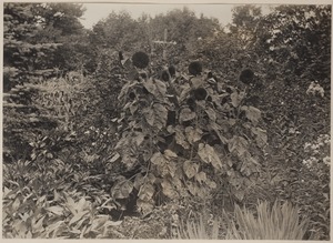 Photograph Album of the Newell Family of Newton, Massachusetts - flowering plant among other plantings, utility pole at 87 Chestnut St., West Newton, no caption Grounds of Plimpton and Newell Residence, 87 Chestnut St. West Newton, Massachusetts -