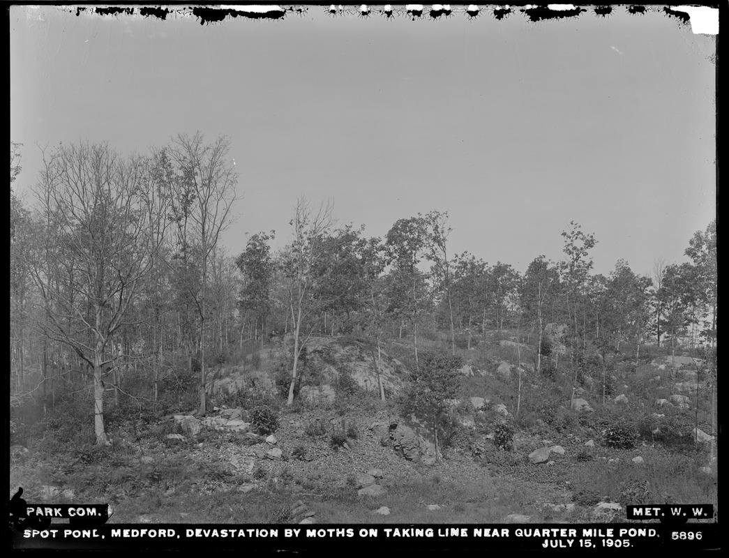 Distribution Department, Low Service Spot Pond Reservoir, devastation by moths on taking line near Quarter Mile Pond, Medford, Mass., Jul. 15, 1905