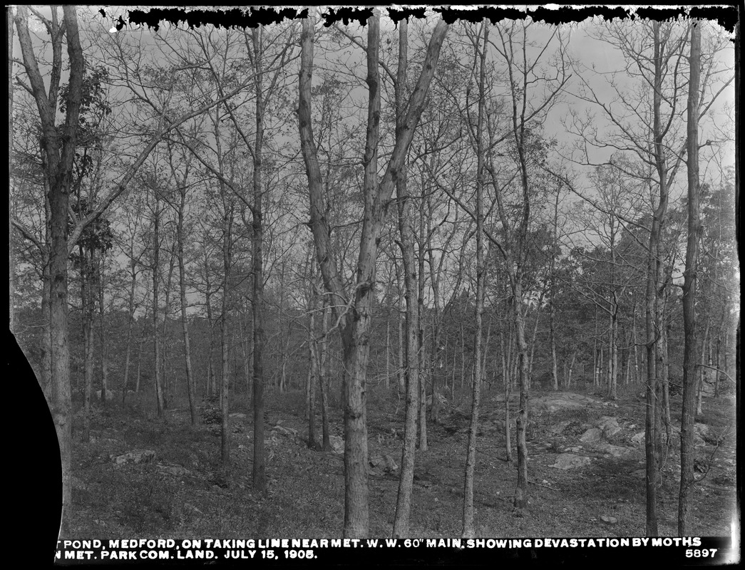 Distribution Department, Low Service Spot Pond Reservoir, devastation by moths on taking line near Metropolitan Water Works 60-inch main, on land of Metropolitan Park Commission and of Metropolitan Water Works, Medford, Mass., Jul. 15, 1905