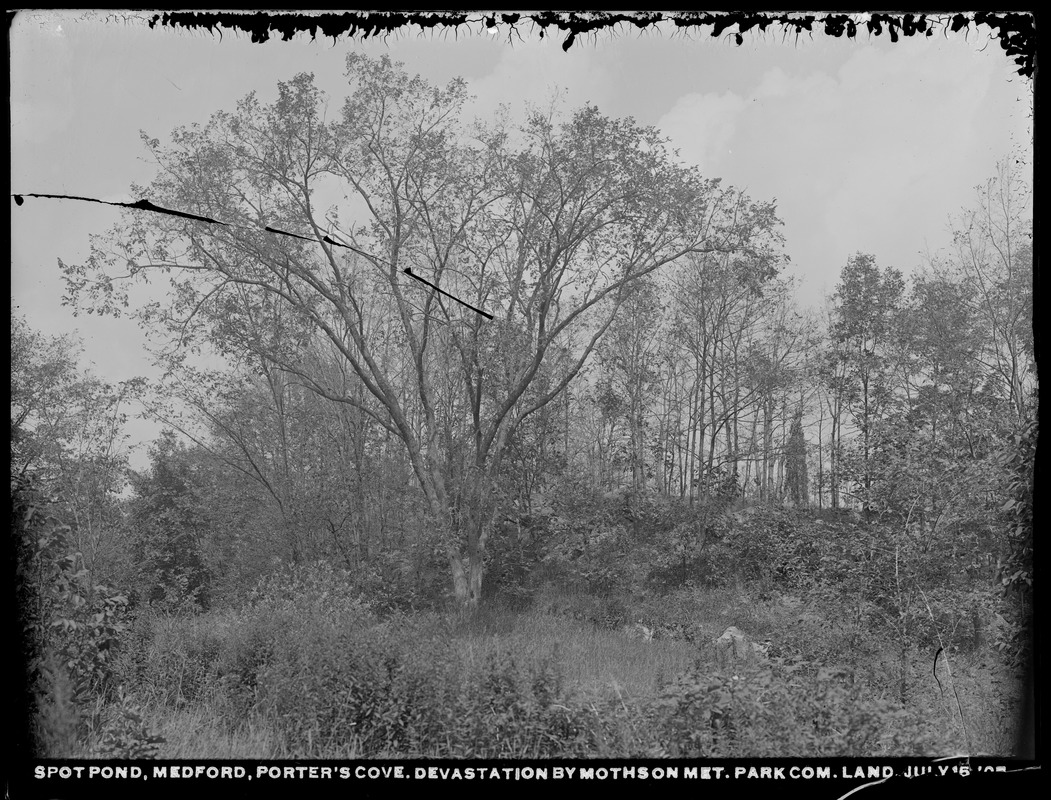 Distribution Department, Low Service Spot Pond Reservoir, Porter Cove, devastation by moths on land of Metropolitan Park Commission and of Metropolitan Water Works, Medford, Mass., Jul. 15, 1905