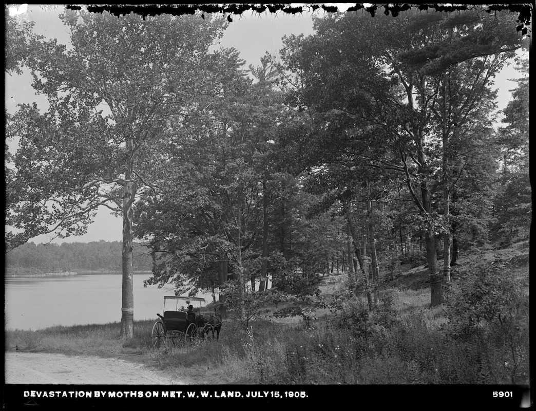 Distribution Department, Low Service Spot Pond Reservoir, Porter Cove, devastation by moths on land of Metropolitan Park Commission and of Metropolitan Water Works, Medford, Mass., Jul. 15, 1905