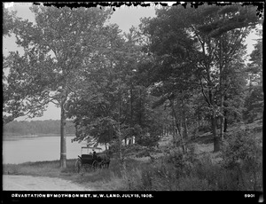 Distribution Department, Low Service Spot Pond Reservoir, Porter Cove, devastation by moths on land of Metropolitan Park Commission and of Metropolitan Water Works, Medford, Mass., Jul. 15, 1905