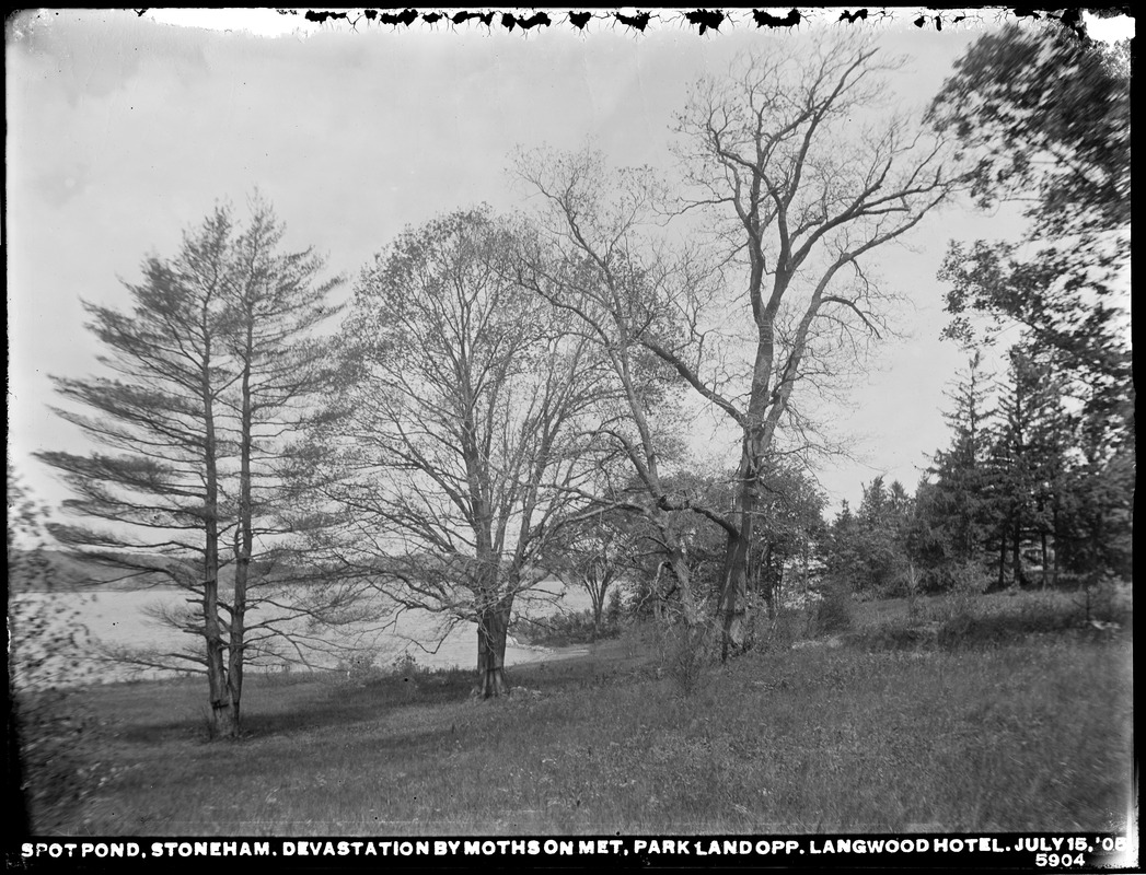 Distribution Department, Low Service Spot Pond Reservoir, devastation by moths on land of Metropolitan Park Commission, opposite Langwood Hotel, Stoneham, Mass., Jul. 15, 1905