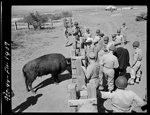 Soldiers and men in suits stand next to a paddock with buffalo