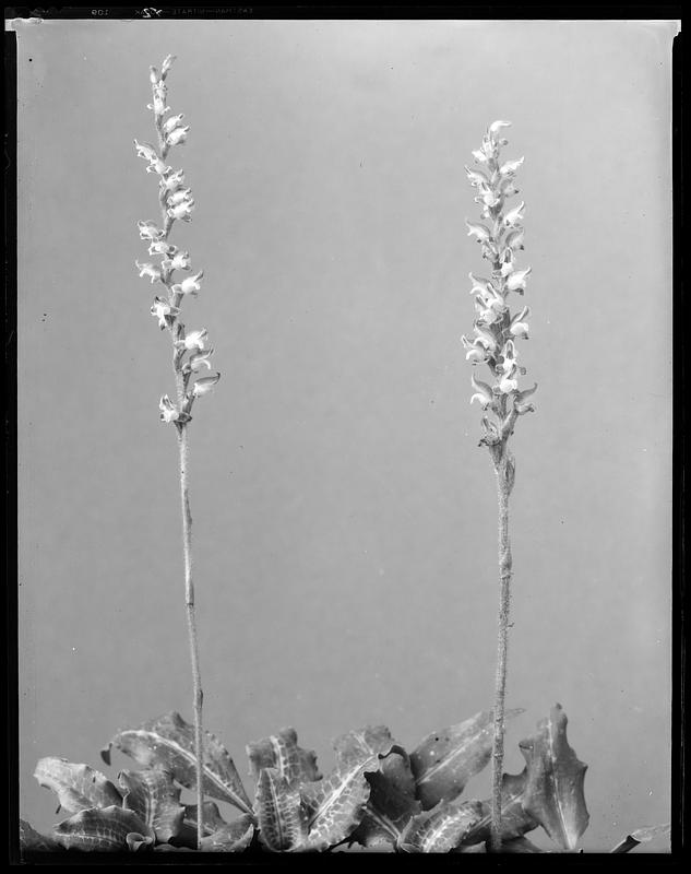 Spiranthes