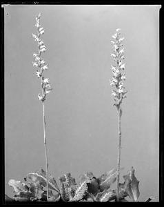 Spiranthes