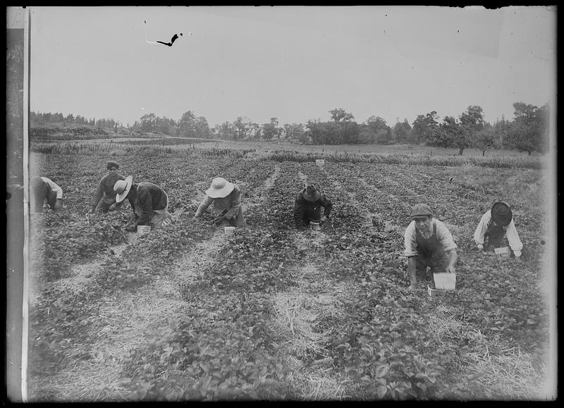 Strawberries, picking