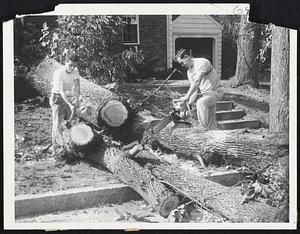 Felled Like Saplings -- Cutting the wreckage of these fine trees felled on Washington street, Wellesley, are Gerard LeBlanc, left, and Francis Kearns. Such losses were sorrows to householders who planted them years ago.