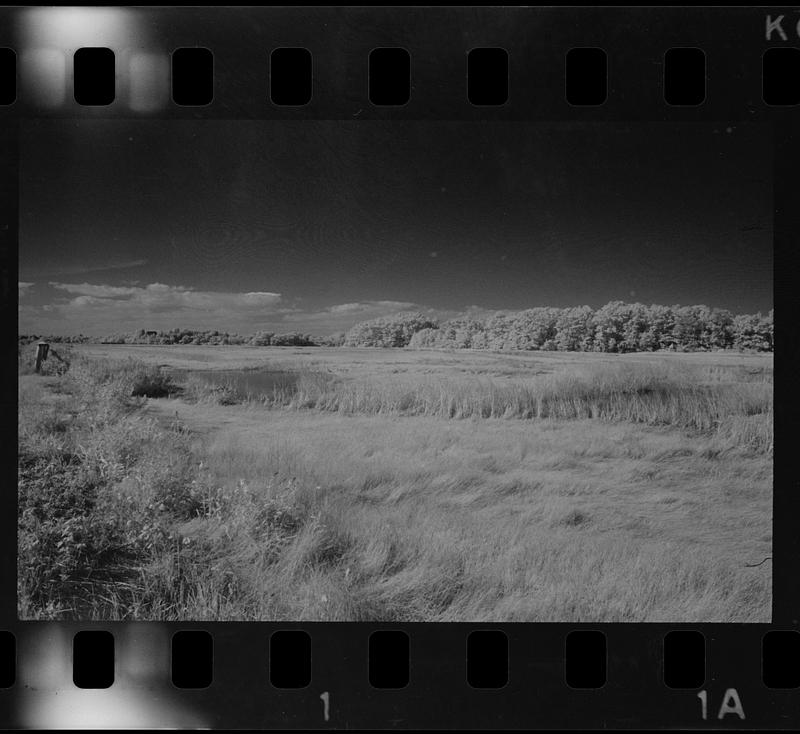 Plum Island marshes