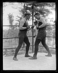 Two boxers