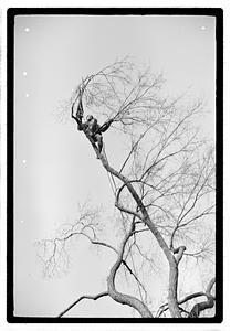 Tree maintenance, Boston Common