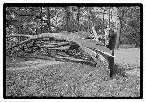 Damaged tree