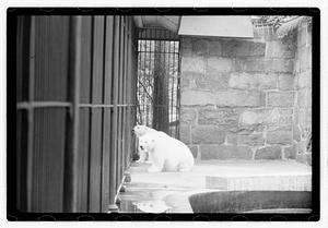 Bears at zoo