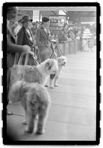 Dog show