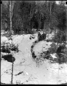 West Milan, N.H., near Berlin, N.H. Logging, Clarks dogs. I climbed to the top of tall tree to get this picture in zero weather on the 20th.