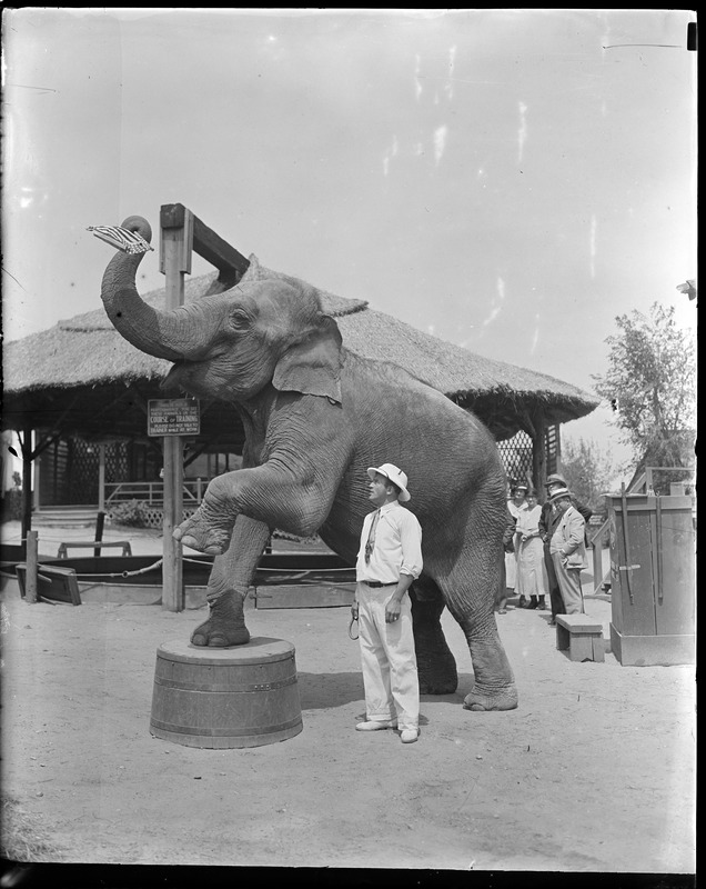 Bensons Farm animals N.H.