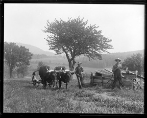 Oxen - New Hampshire farm scene