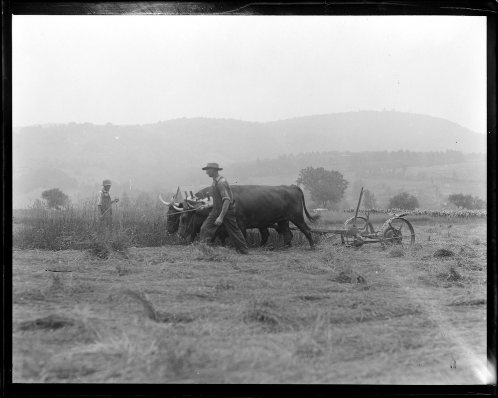 Oxen pulling plow