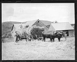 Oxen and wagon